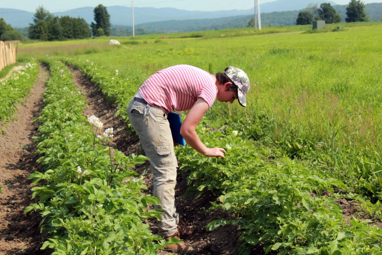 a man with a hat is working in the field