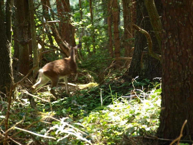 an animal is walking through the woods in a wooded area