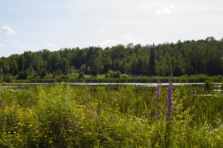 a field with trees and flowers with water behind it