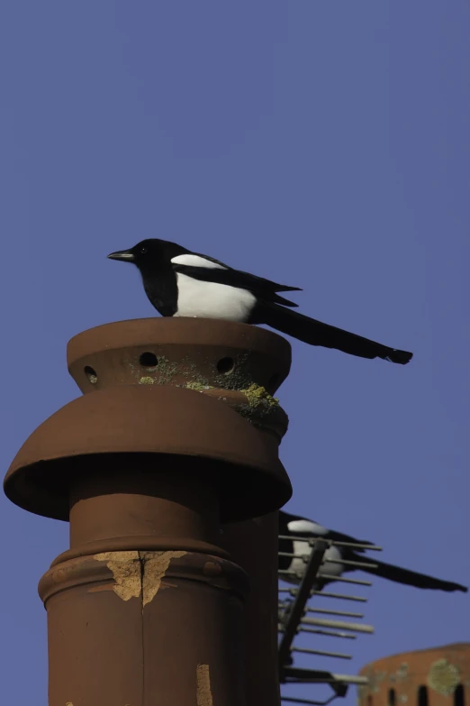 a bird perches on top of a chimney