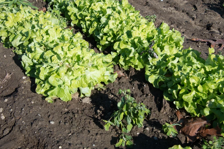 this is an image of a garden with plants