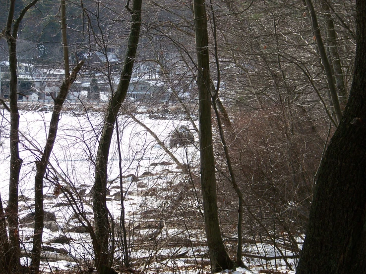 there is snow and trees in the woods