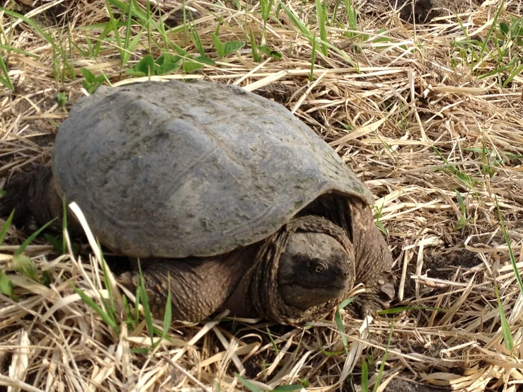 a turtle is standing on the grass next to some twigs