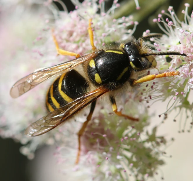 a black and yellow bee sitting on a purple flower