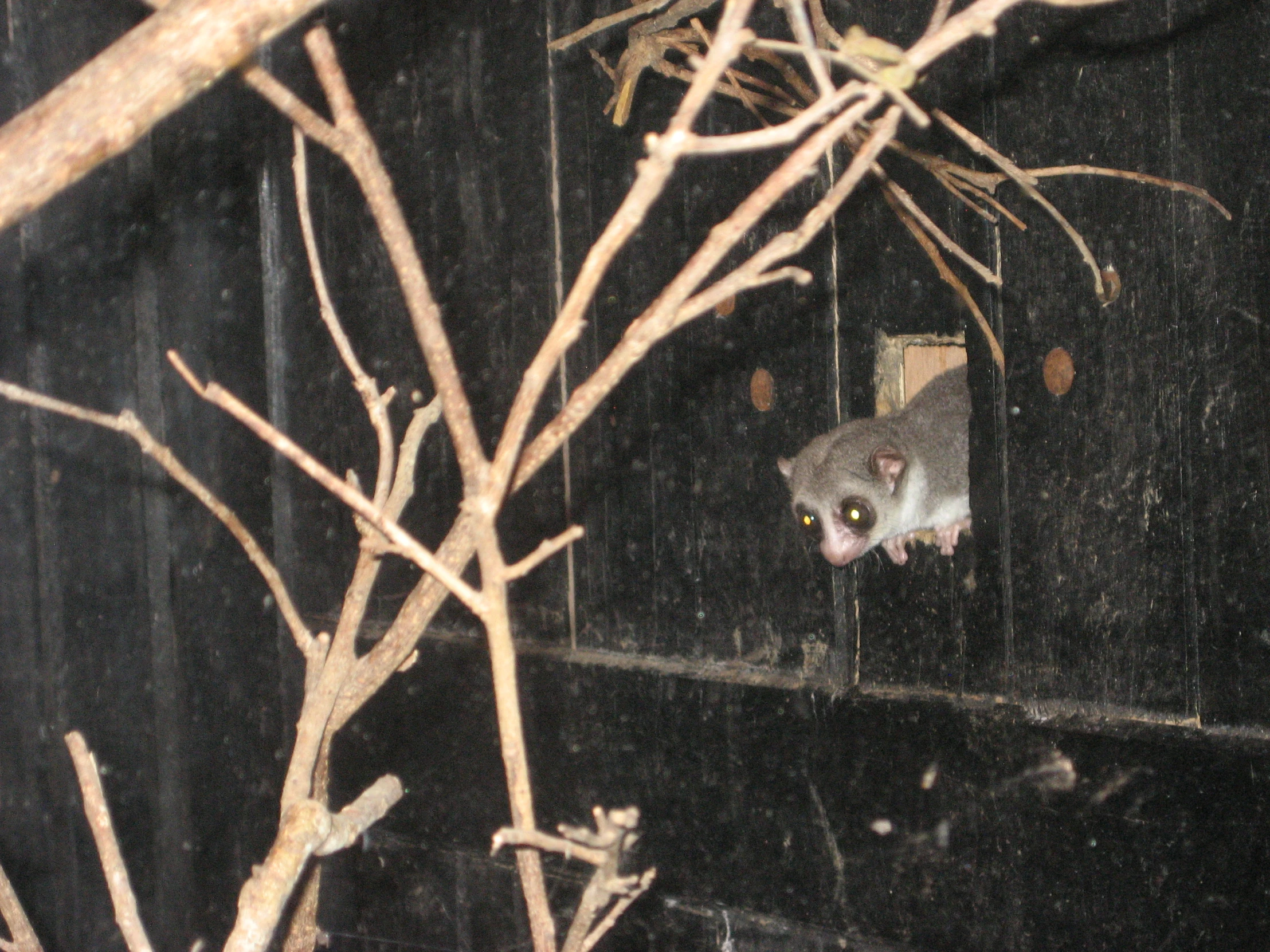 a small gray animal standing in a tree