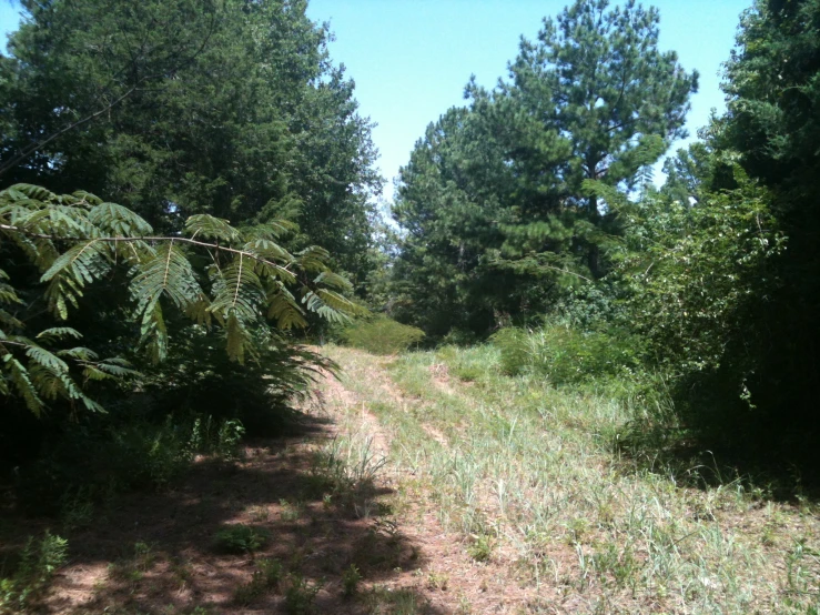 a dirt trail with trees and other vegetation in the background