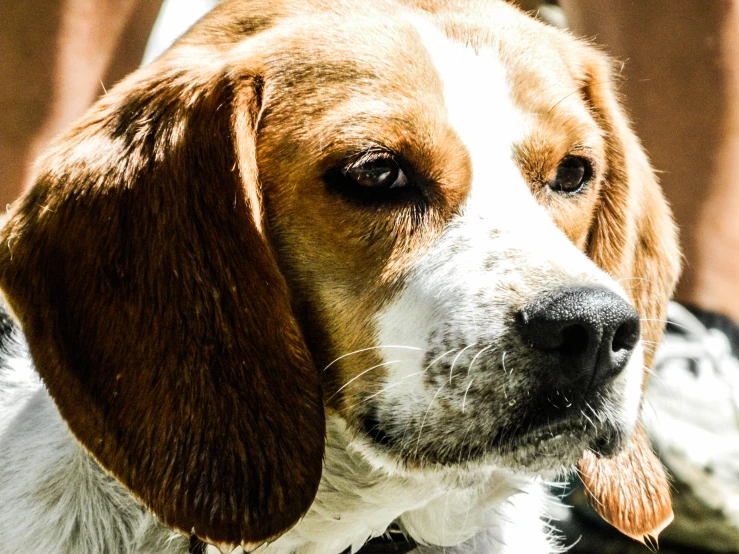 a close up of a dog looking at the camera