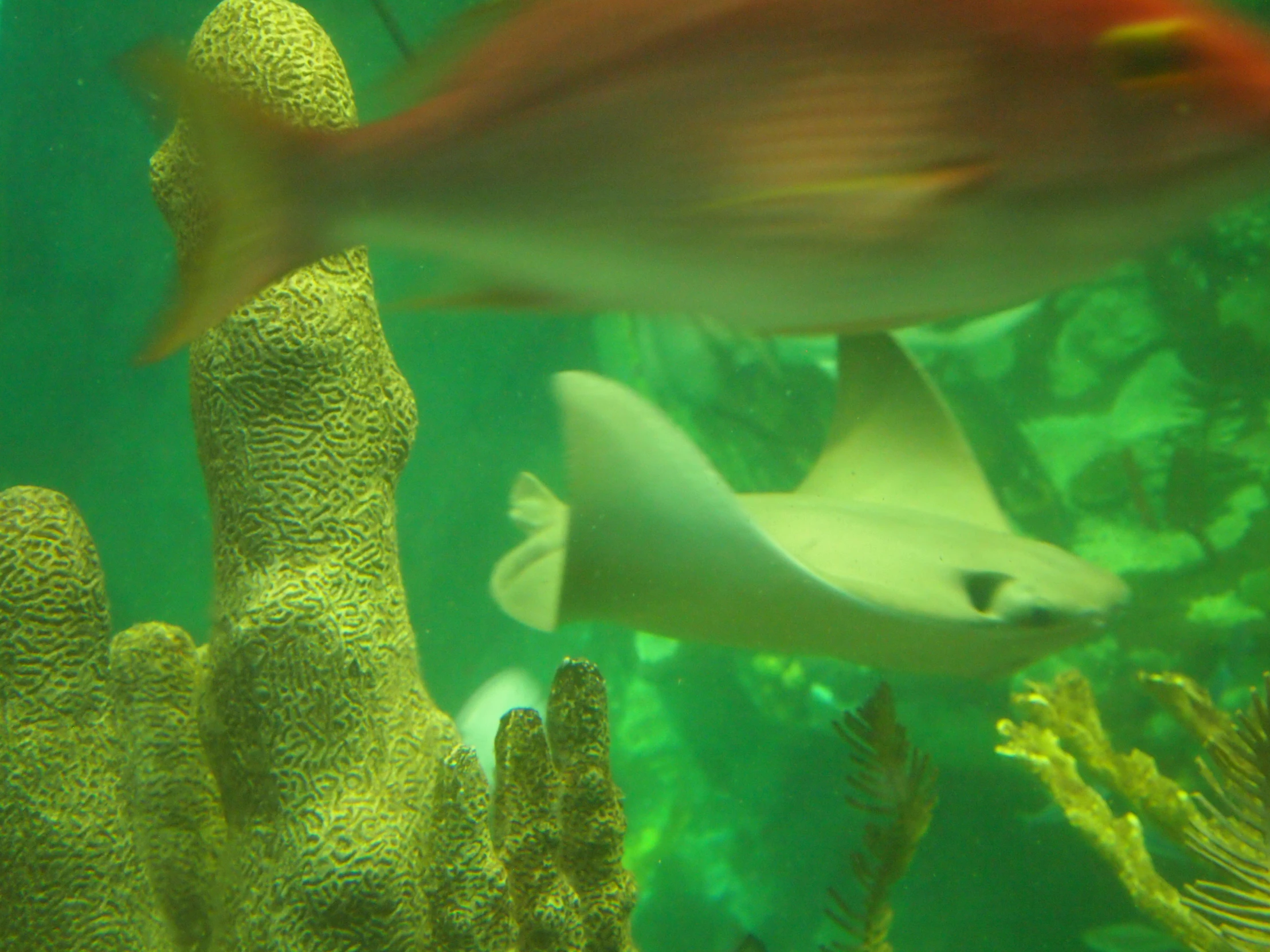 a big fish that is walking around by some corals