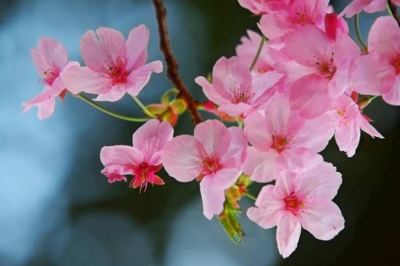 the pink flowers are blooming on the tree