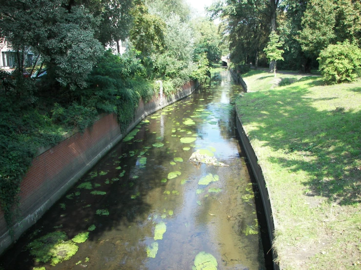 a narrow waterway with green plants on the side