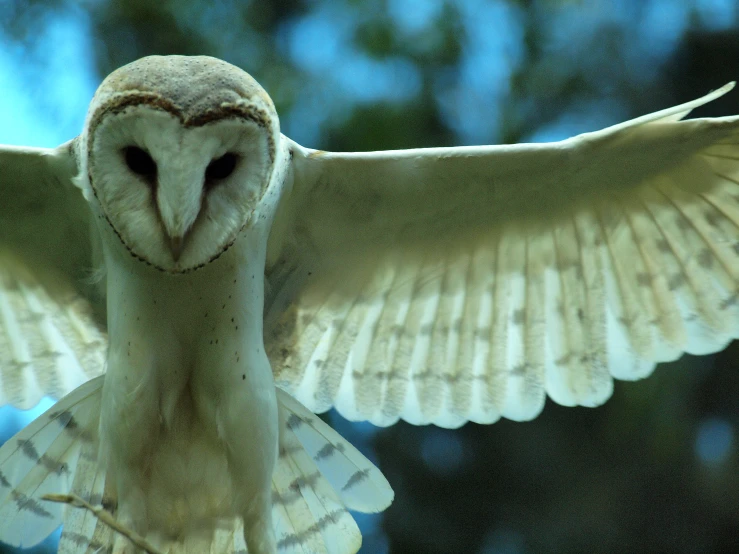 an owl with its wings open in the air