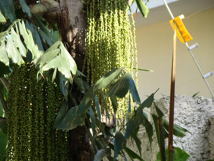 the tree has lots of green hanging flowers