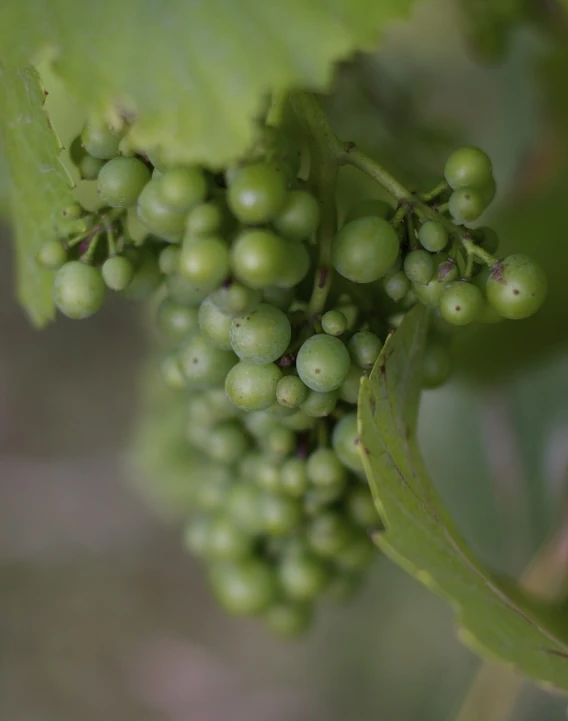 a cluster of green gs hanging from a vine