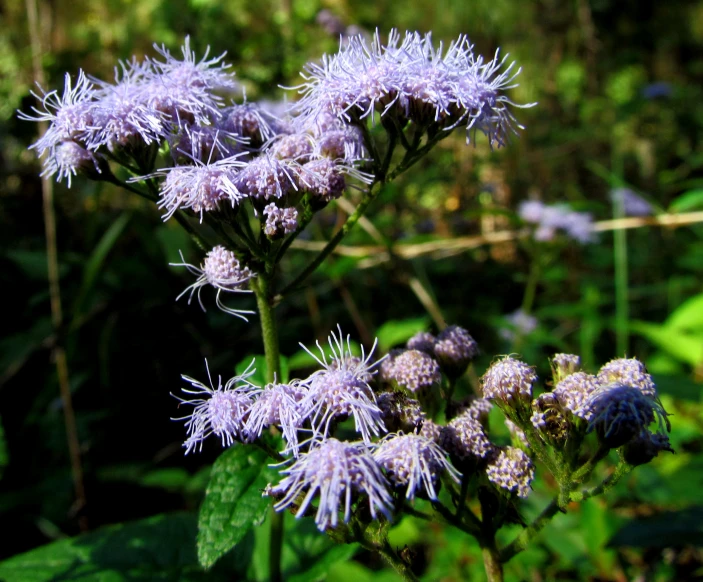 wild flowers growing in the forest near a patch of plants