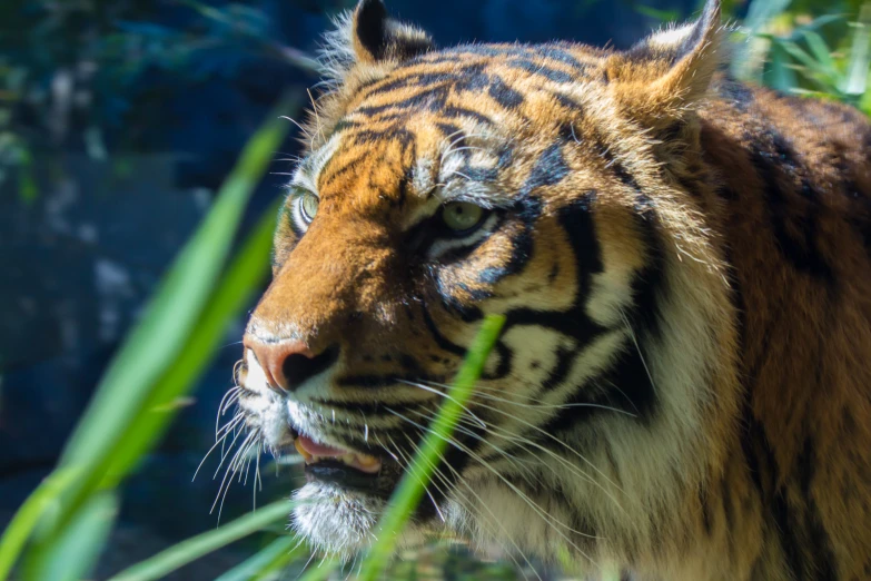 a tiger walking through a grass field on a sunny day