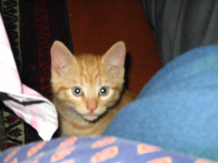orange kitten sitting on the foot of a person's blue jeans