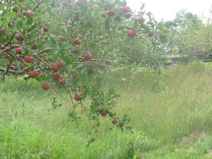a large apple tree in a grassy field