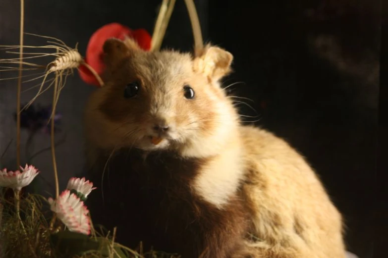 the guinea pig is looking off into the distance