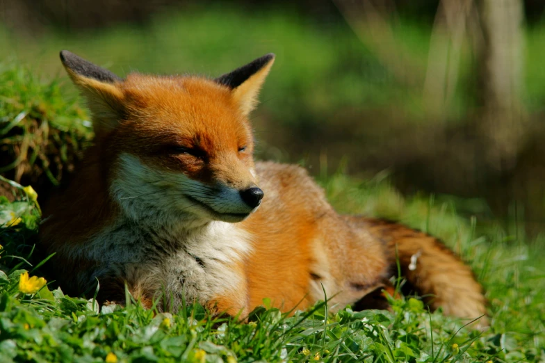 a red fox lying on top of a green field
