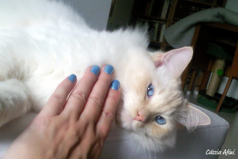 a white kitten being petted by a person's hand