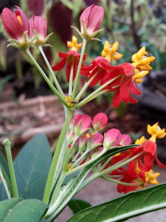 the flowers are on top of the leaves of this plant