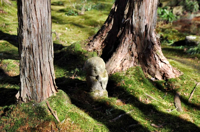 a stone statue is placed among the tree trunks