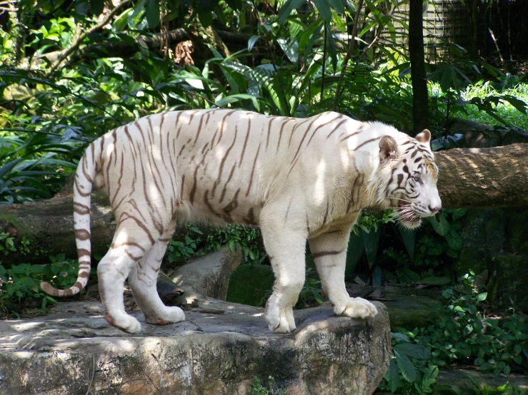 a white tiger on some rocks surrounded by trees