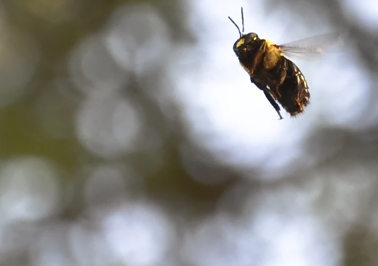 a small bee flies away in an air