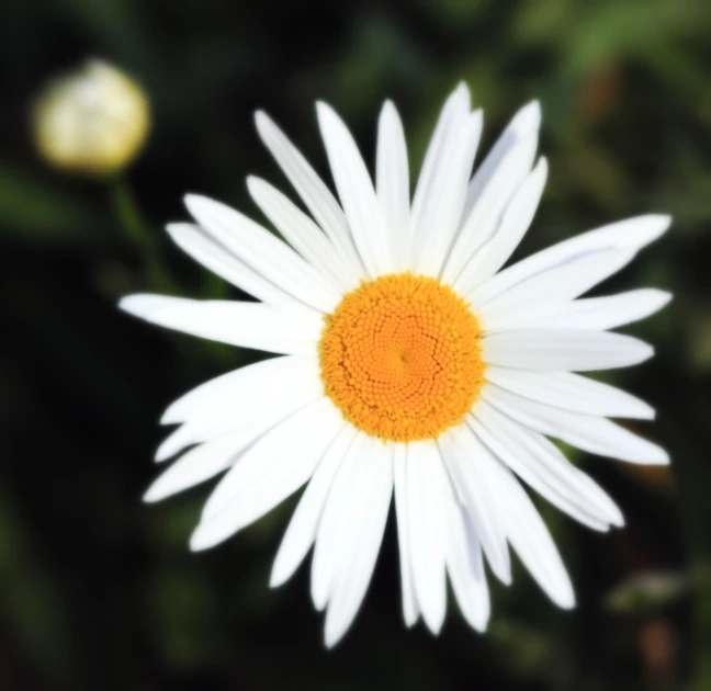 a small white and orange flower with green background