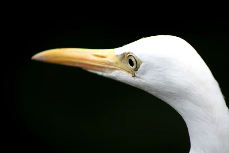 a white bird with a black background and large yellow beak