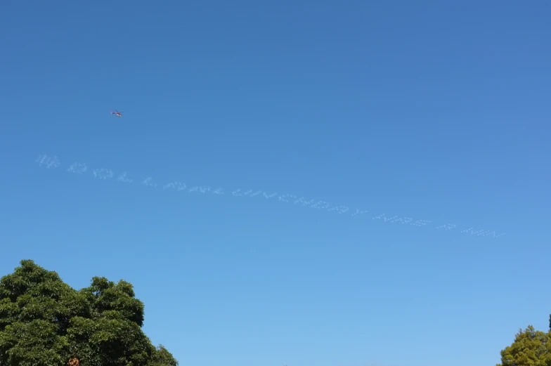 a group of trees are in the park, one of them is flying a kite