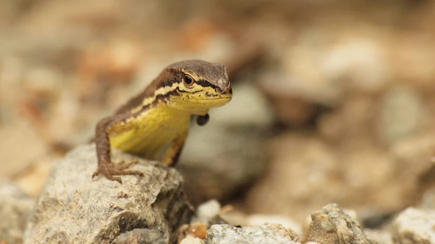 a small brown and black frog sitting on top of a rock