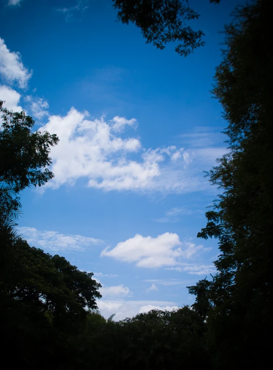 some trees and a truck on a path