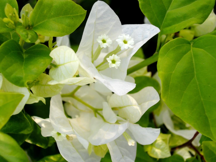 the white flowers are still blooming in the green leaves