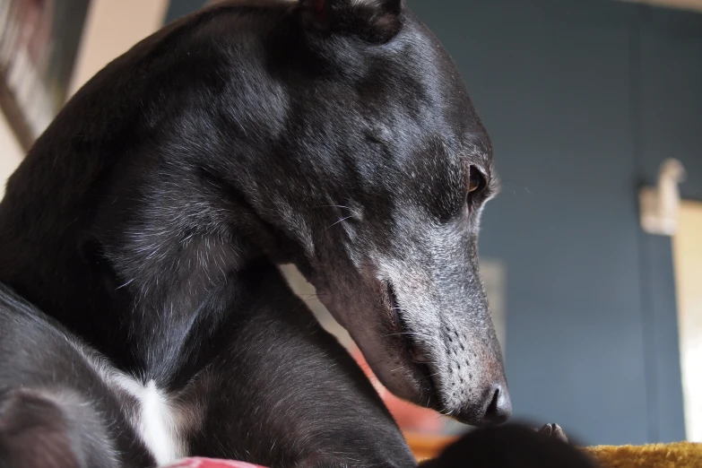 a black and white dog is laying on a couch