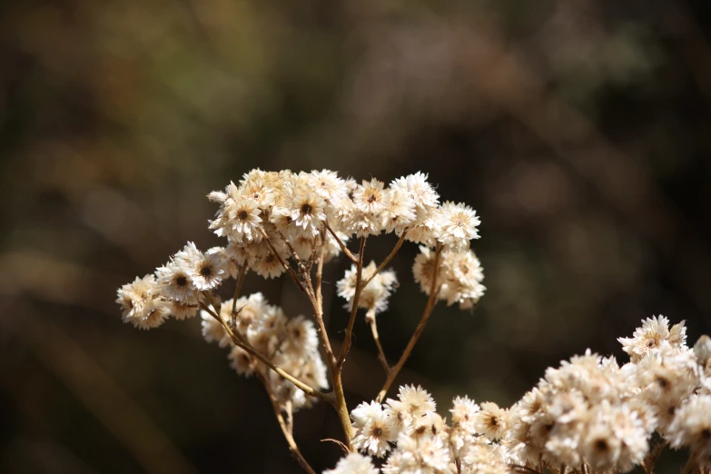 close up of a flower in the wind