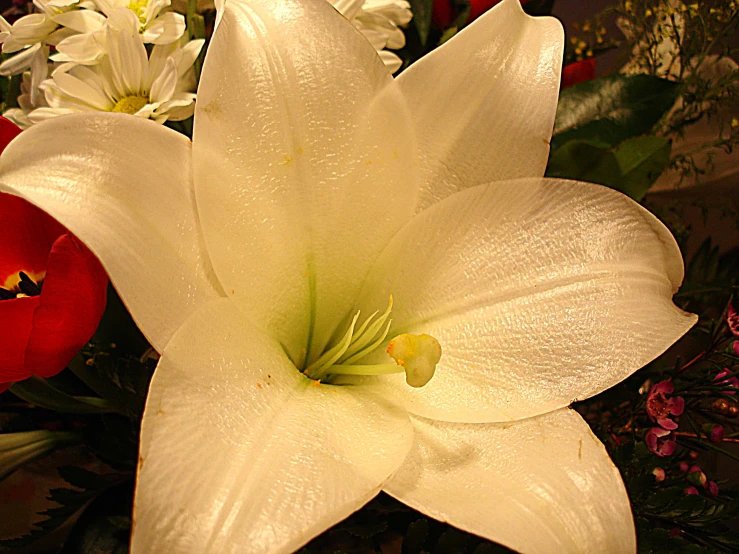 a beautiful bouquet of white and red flowers