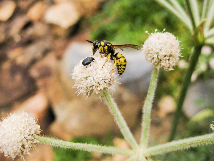 two bees on top of white flower next to some leaves