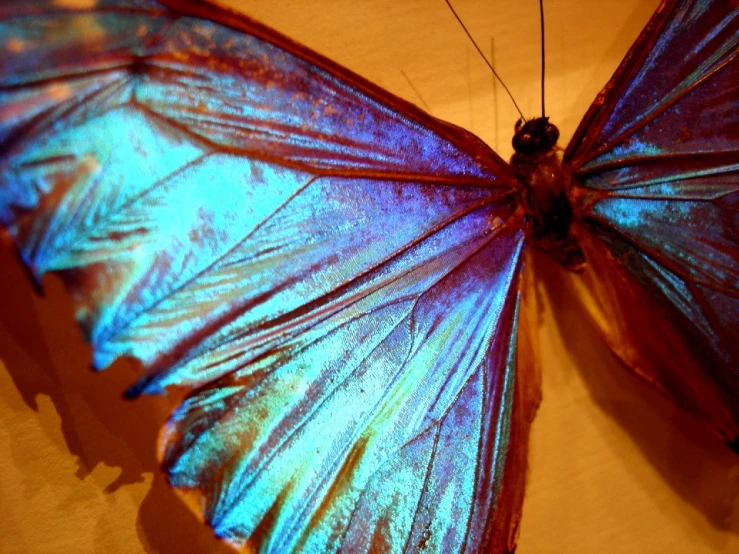 a erfly with a blue and purple wings laying on the ground