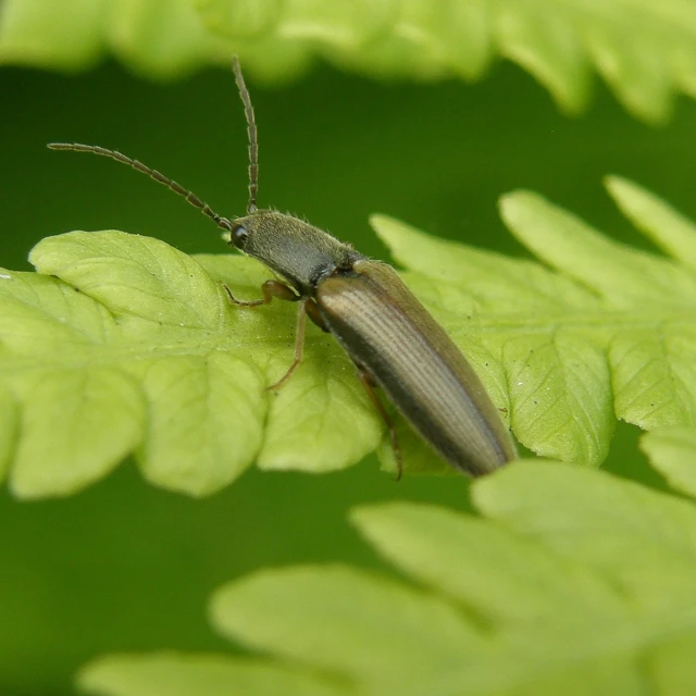 the large bugs are standing on the leaf