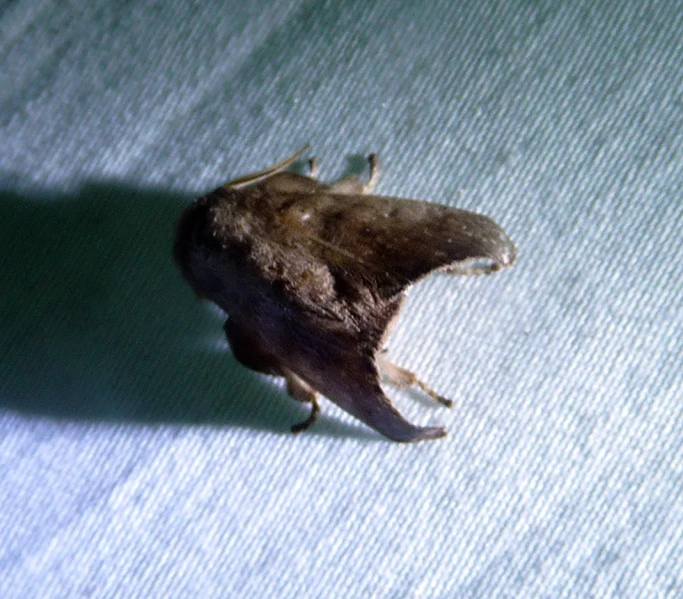 a close up s of a moth on a light blue sheet