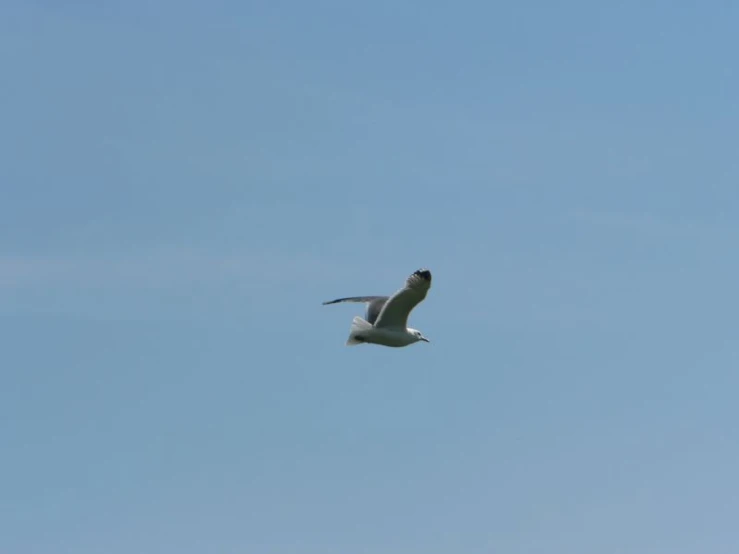 a white bird flying in the blue sky