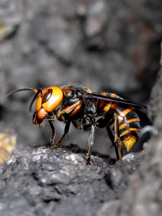 the insect is perched on a rock and looking around