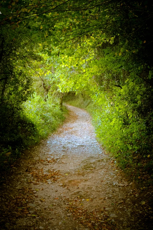 the path is lined with tree's and leaves