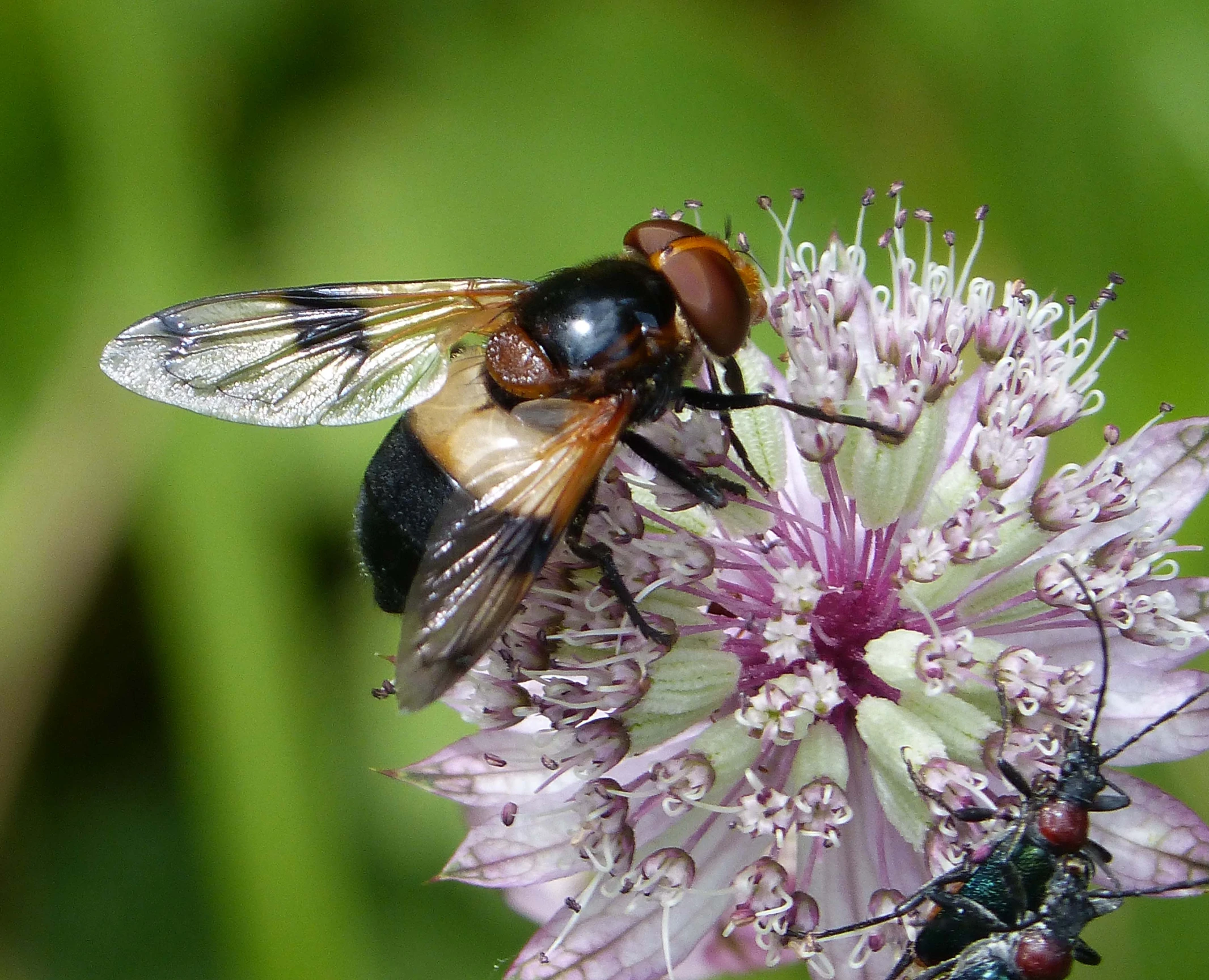 a close - up of two bees with yellow wings on a pink flower