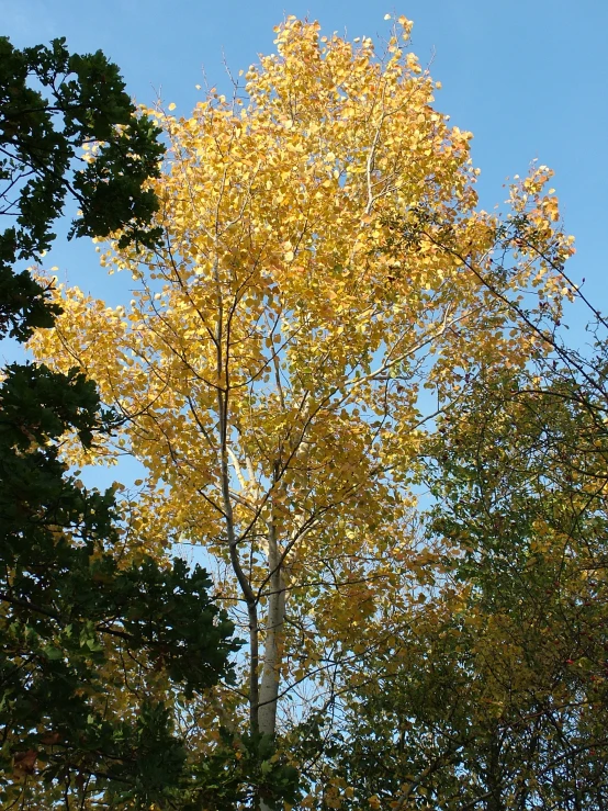 an autumn tree in the background with bright yellow leaves