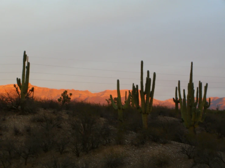 there are many different plants and bushes near the mountains