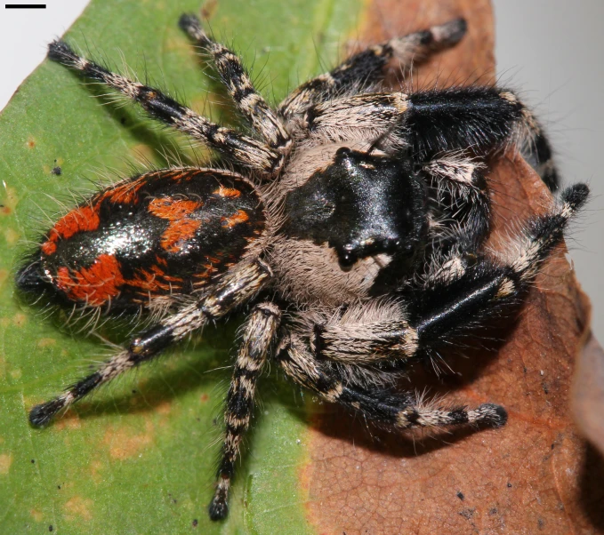 a black and orange spider sitting on top of a green leaf