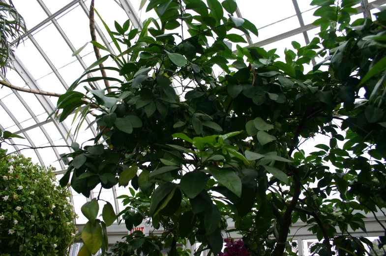 trees in a botanical garden with a large glass roof