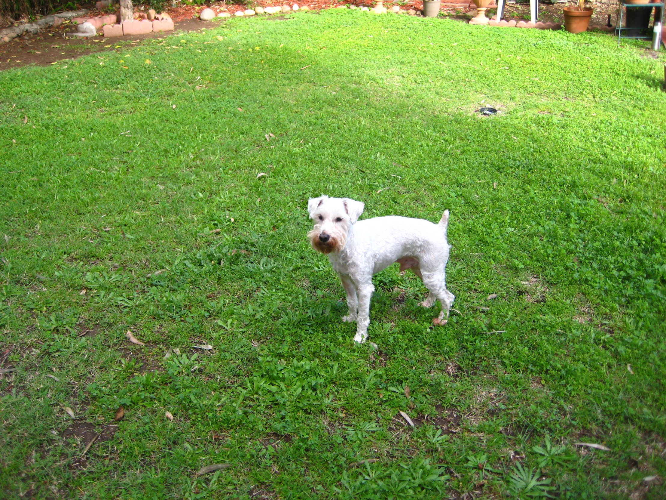 a dog is standing in the grass on a sunny day